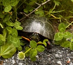 2nd Place Vertebrates D. Kowalchuk.jpeg