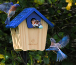 1st Place Birds B. Coldwell.jpg