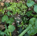 1st Place Plants C. McCormick.jpg